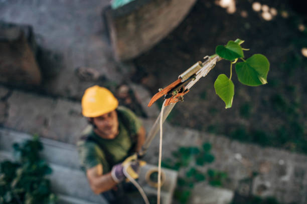 How Our Tree Care Process Works  in Oildale, CA